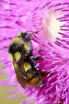 Bee-On-Thistle