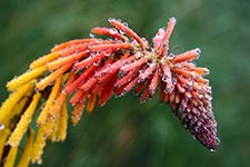 Red Hot Poker