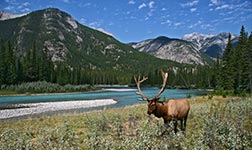 Elk