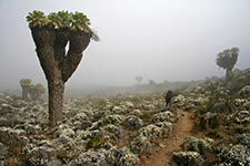Hiking Kilimanjaro